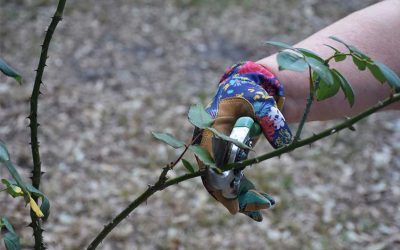 Roswell Landscaping Can Prune Your Roses