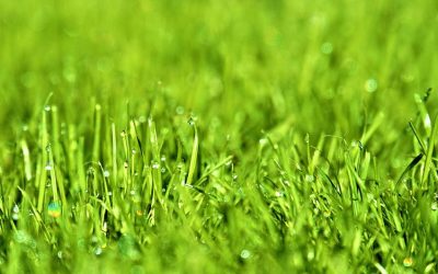 Why Lawn Aeration to Your Landscaping Must-Dos