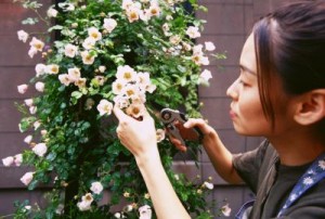 Rose bush pruning Dallas, GA