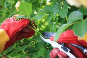 Pruning Rose Bushes Dallas GA Lawn Frogs Landscaping