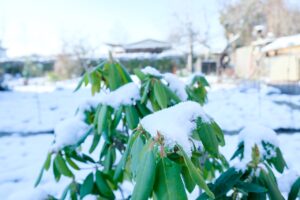 Protect Your Plants From Frost
