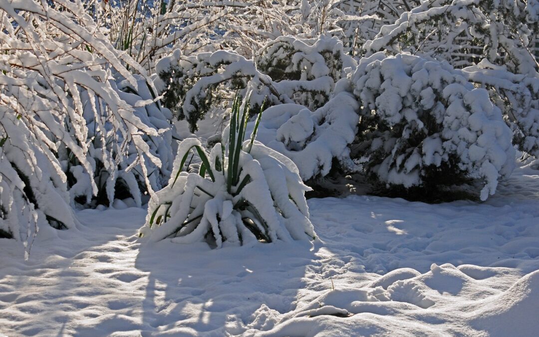 Cover Your Plants In Winter
