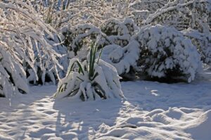 Cover Your Plants In Winter