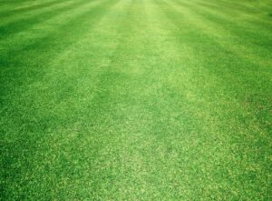 Scalped Bermuda grass Dallas GA