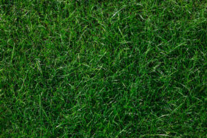 Dallas GA Bermuda Lawn Care In Late Summer