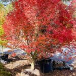 Landscaping and Planting in the Fall in Georgia