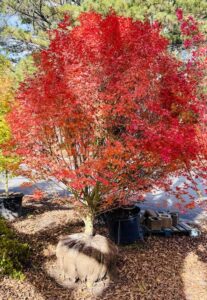 Landscaping and Planting in the Fall in Georgia