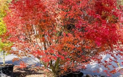 Why Fall is the Best Time to Plant New Plants | Lawn Frogs Landscapes