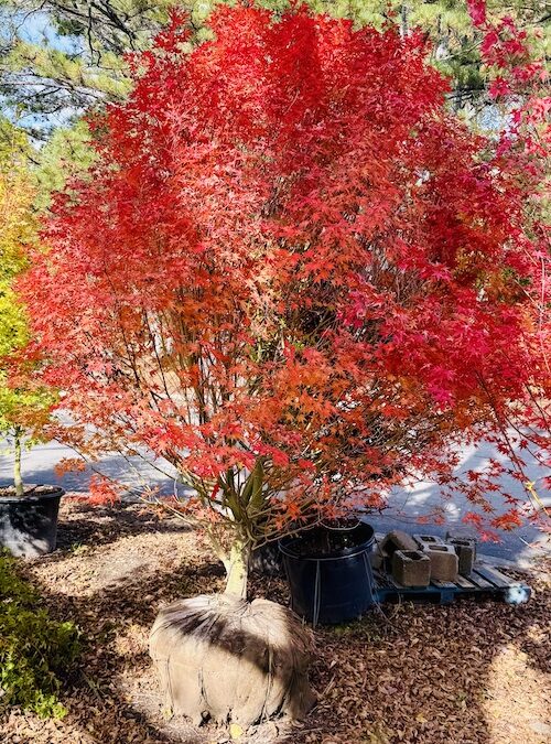 Landscaping and Planting in the Fall in Georgia