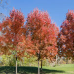 Fall Planting In Dallas GA