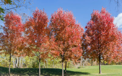 Why Fall is the Best Time to Plant New Plants | Lawn Frogs Landscapes