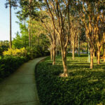 Pruning Crepe Myrtles Lawn Frogs Landscaping