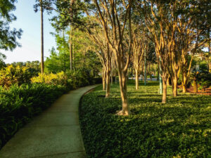 Pruning Crepe Myrtles Lawn Frogs Landscaping
