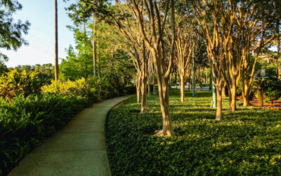 How To Correctly Prune Crepe Myrtle Trees