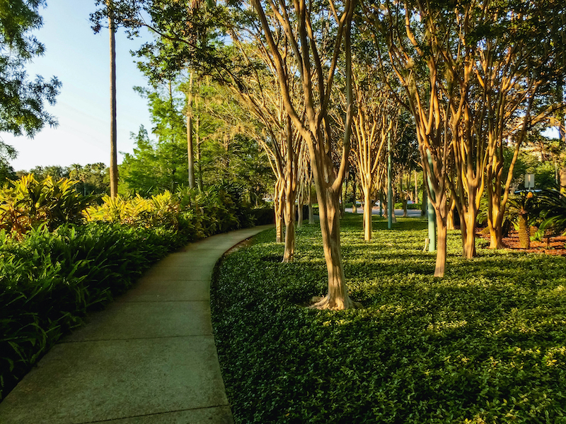 Pruning Crepe Myrtles Lawn Frogs Landscaping