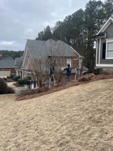 Crepe Myrtle Pruning Lawn Frogs Landscaping Acworth GA