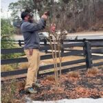 How to prune a Crepe Myrtle Trees Cobb County GA Lawn Frogs Landscaping