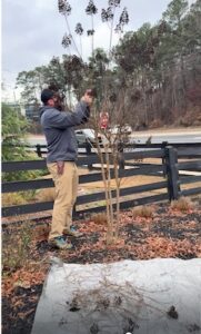 How to prune a Crepe Myrtle Trees Cobb County GA Lawn Frogs Landscaping