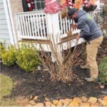 Properly pruning Hydrangeas Lawn Frogs Landscaping Acworth GA