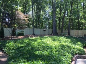 Wood privacy fence in natural backyard Cobb County GA Lawn Frogs Landscaping